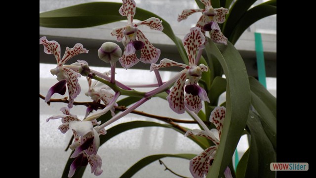 Vanda