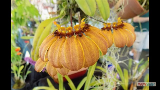 Bulbophyllum