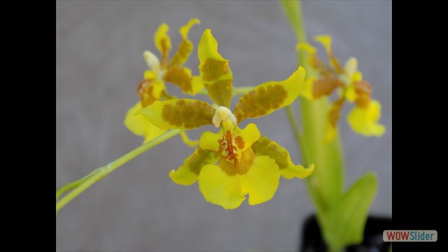 Oncidium