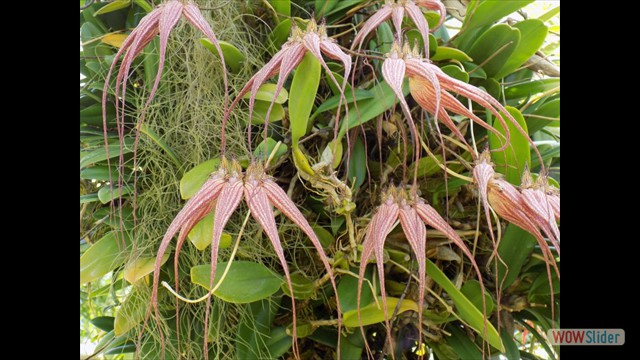 Bulbophyllum