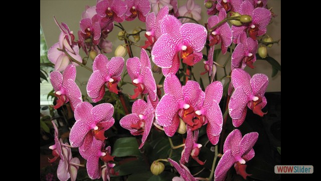 Phalaenopsis