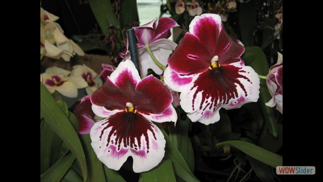 Miltoniopsis