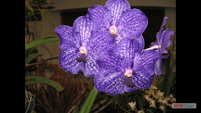 Vanda