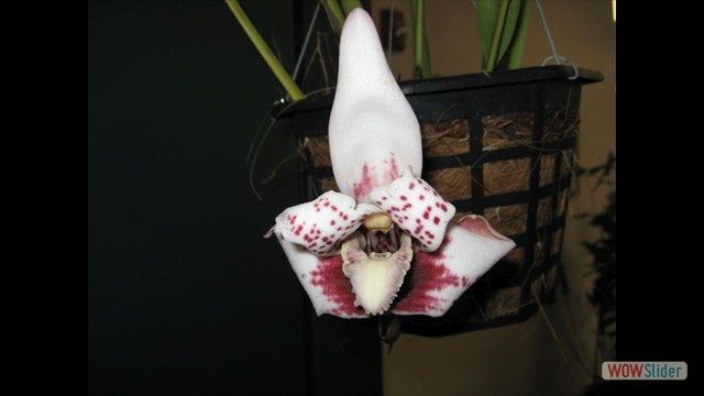 Maxillaria