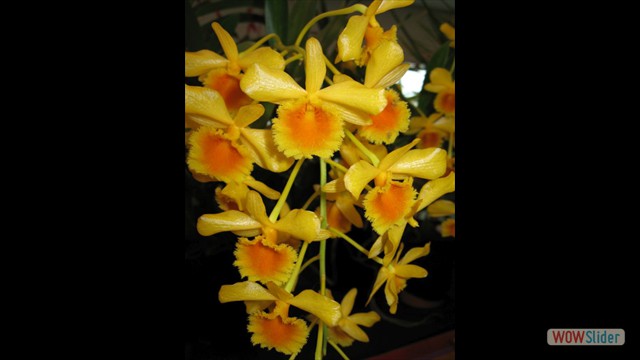 Dendrobium