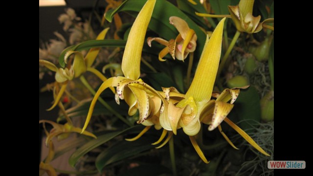 Bulbophyllum