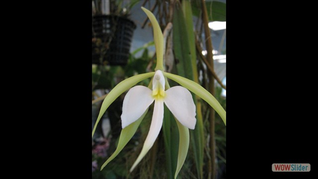 Epidendrum