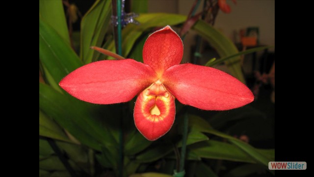 Phragmipedium