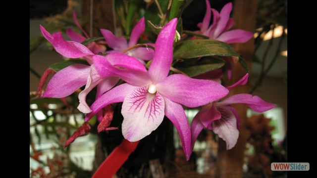 Dendrobium