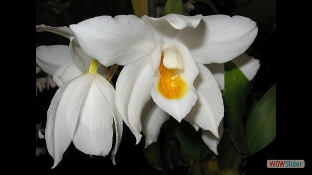 Coelogyne