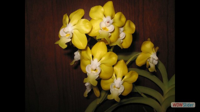 Vanda