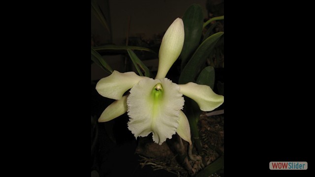 Brassavola