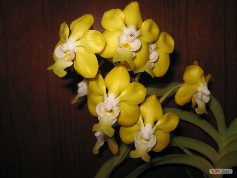 Vanda