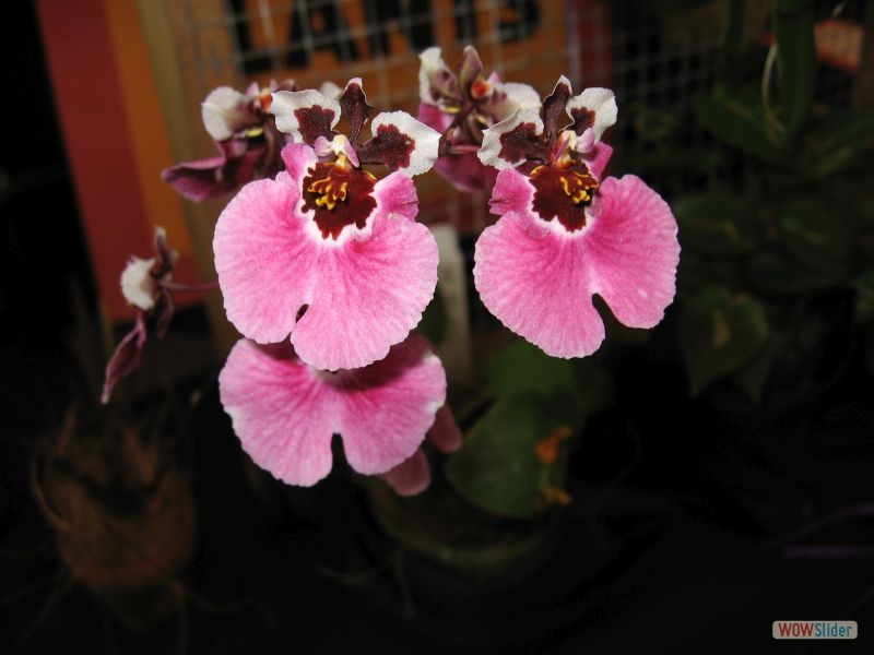 Oncidium