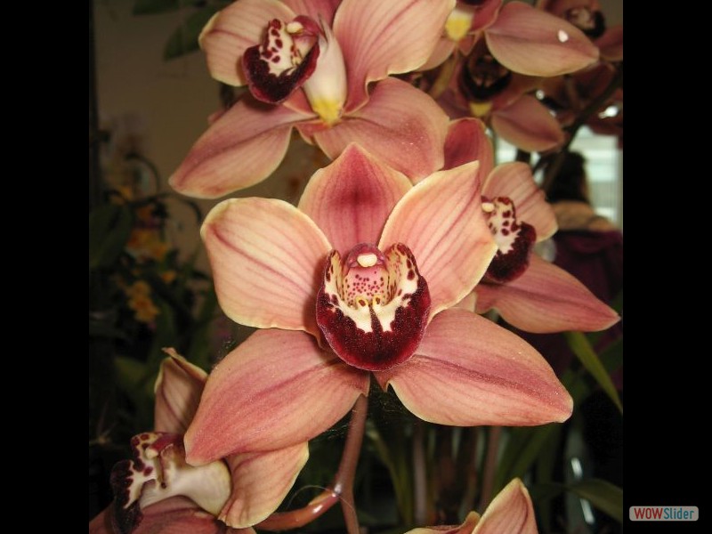 Cymbidium