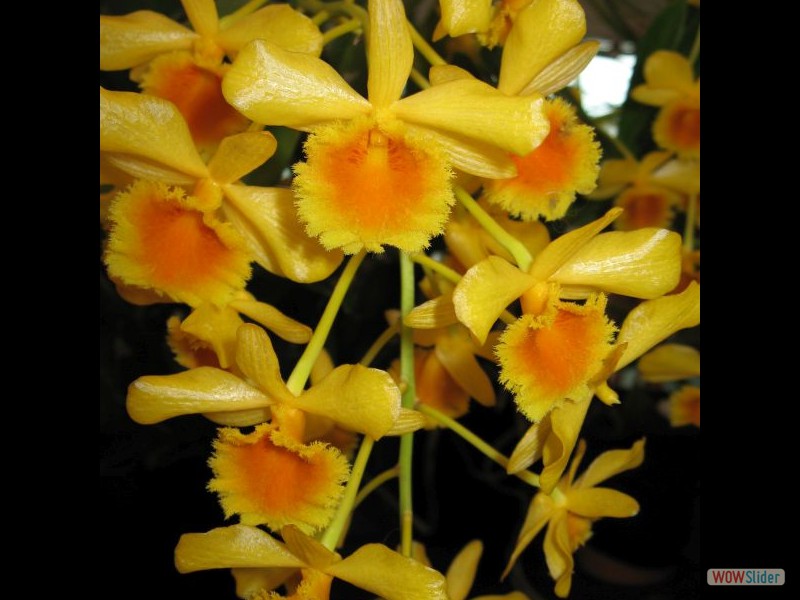 Dendrobium