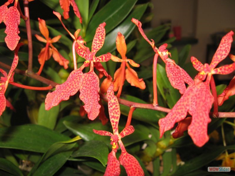 Renanthera