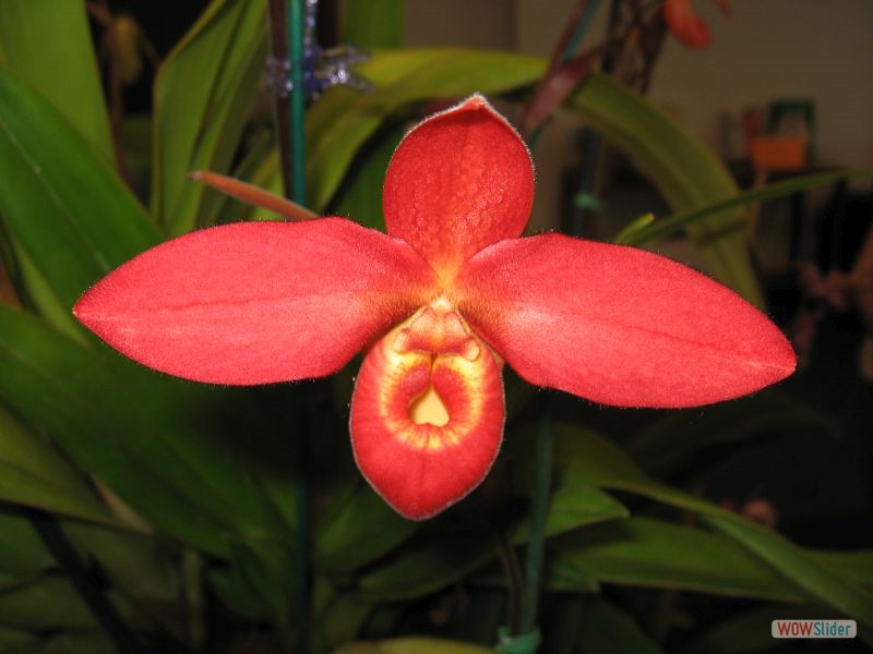 Phragmipedium