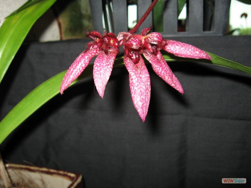 Bulbophyllum