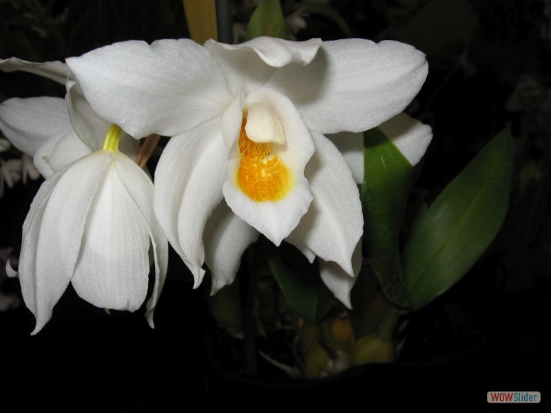 Coelogyne