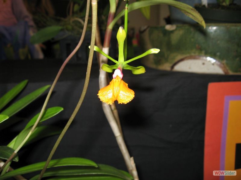 Epidendrum