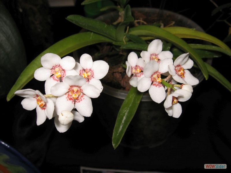 Sarcochilus