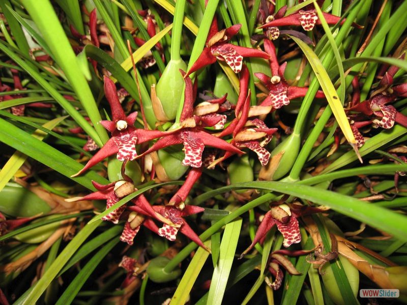 Maxillaria